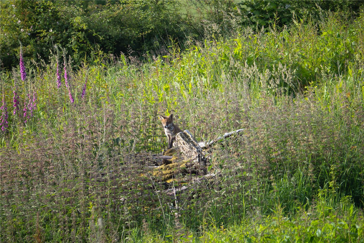 Fox Herefordshire, Powys, River Wye. Reconnect. Unusual holiday accomodation