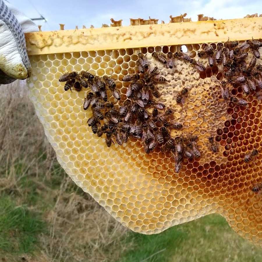 Bee keeping, horse riding or donkey walking? Or maybe bike or canoe hire? Hay on Wye, Hereford and the River Wye are all close by.